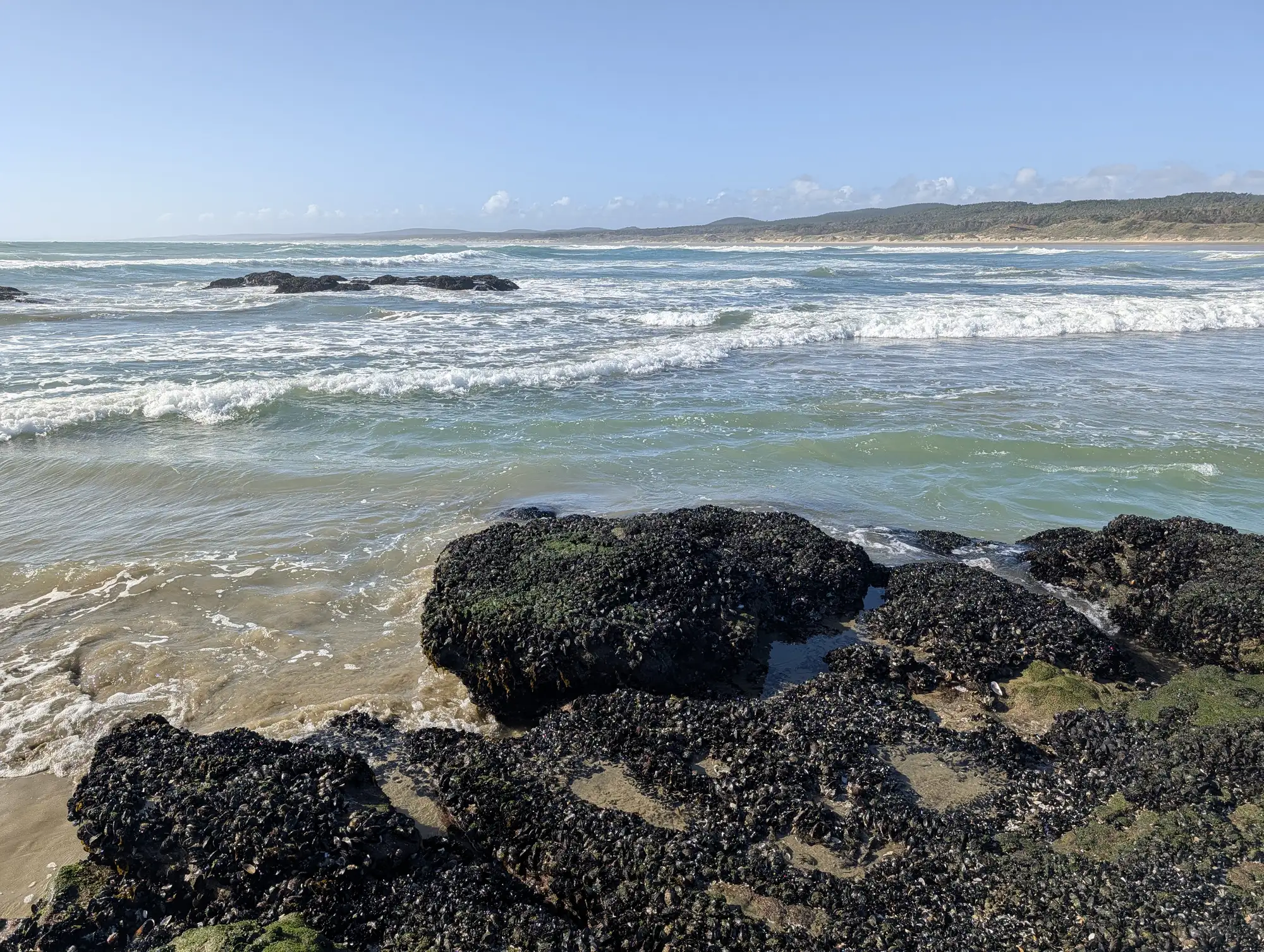 New Zealand Green Lipped muscles on the rocks